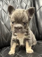 ✳️BIG ROPE TRI FLUFFY MAVERICK, a male French Bulldog for sale in Camdenton, MO – Photo 1 of 10