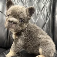 ✳️REDUCED💲BIG ROPE TRI FLUFFY MAVERICK, a male French Bulldog for sale in Camdenton, MO – Photo 10 of 10