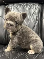✳️BIG ROPE TRI FLUFFY MAVERICK, a male French Bulldog for sale in Camdenton, MO – Photo 10 of 10