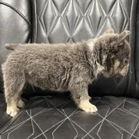 ✳️REDUCED💲BIG ROPE TRI FLUFFY MAVERICK, a male French Bulldog for sale in Camdenton, MO – Photo 8 of 10