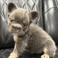 ✳️REDUCED💲BIG ROPE TRI FLUFFY MAVERICK, a male French Bulldog for sale in Camdenton, MO – Photo 3 of 10