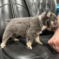 ✳️REDUCED💲BIG ROPE TRI FLUFFY MAVERICK, a male French Bulldog for sale in Camdenton, MO – Photo 4 of 10