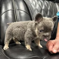 ✳️REDUCED💲BIG ROPE TRI FLUFFY MAVERICK, a male French Bulldog for sale in Camdenton, MO – Photo 7 of 10