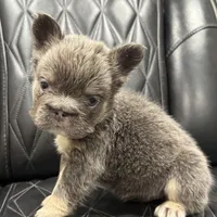 ✳️REDUCED💲BIG ROPE TRI FLUFFY MAVERICK, a male French Bulldog for sale in Camdenton, MO – Photo 5 of 10