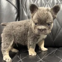 ✳️REDUCED💲BIG ROPE TRI FLUFFY MAVERICK, a male French Bulldog for sale in Camdenton, MO – Photo 2 of 10