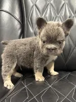✳️BIG ROPE TRI FLUFFY MAVERICK, a male French Bulldog for sale in Camdenton, MO – Photo 2 of 10
