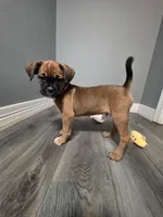 Maverick , a male French Bulldog and Boxer for sale in Camdenton, MO – 8 of 10
