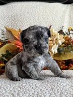 FLUFFY HUXLEY, a male French Bulldog for sale in Camdenton, MO – 8 of 8