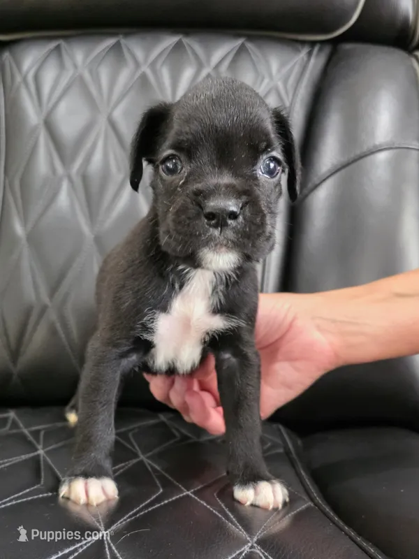 Duke – Boxer puppy for sale in Camdenton, MO