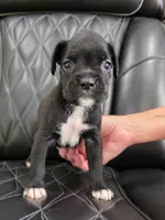 Duke, a male Boxer for sale in Camdenton, MO – 1 of 10