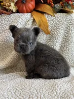 FLUFFY MOOCHY, a male French Bulldog for sale in Camdenton, MO – 8 of 8