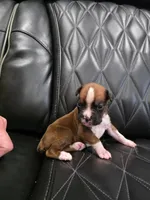 Cooper, a male Boxer for sale in Camdenton, MO – 5 of 10