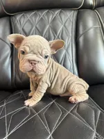 REDUCED VELVET BIG ROPE WRINKLES, a male French Bulldog for sale in Camdenton, MO – 7 of 8