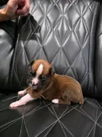 Cooper, a male Boxer for sale in Camdenton, MO – 7 of 10