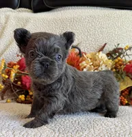 FLUFFY JAZZY, a female French Bulldog for sale in Camdenton, MO – 6 of 8