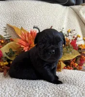 FLUFFY MARLEE, a female French Bulldog for sale in Camdenton, MO – 6 of 6