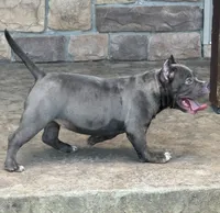  REDUCED PRICE Star *Pocket bully*, a female American Bully for sale in Camdenton, MO – 9 of 10