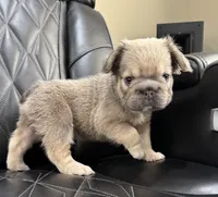REDUCED PRICE FLUFFY BIG ROPE MAUI , a female French Bulldog for sale in Camdenton, MO – 3 of 10