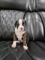 Marlee, a female Boxer for sale in Camdenton, MO – 9 of 9