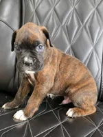 Bruno, a male Boxer for sale in Camdenton, MO – 4 of 10