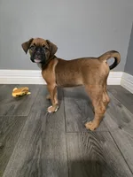 Maverick , a male French Bulldog and Boxer for sale in Camdenton, MO – 10 of 10