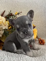 KARLEE , a female French Bulldog for sale in Camdenton, MO – 2 of 10