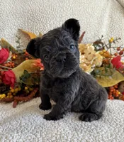 FLUFFY GABBY, a female French Bulldog for sale in Camdenton, MO – 7 of 8