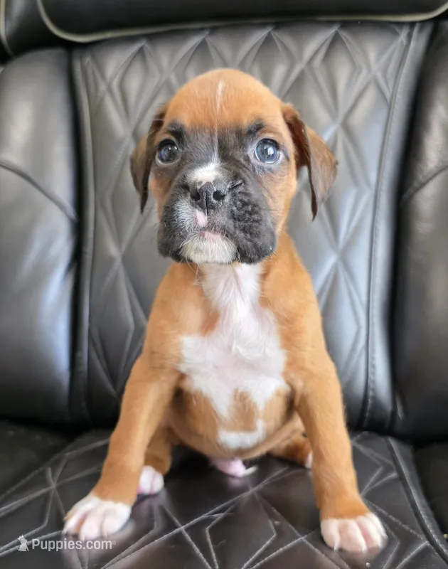 Bandit- full akc  – Boxer puppy for sale in Camdenton, MO