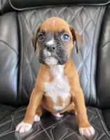 Bandit- full akc ✅️vet checked✅️, a male Boxer for sale in Camdenton, MO – 1 of 10