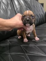 Sassy, a female Boxer for sale in Camdenton, MO – 5 of 8