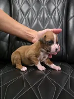 Diva, a female Boxer for sale in Camdenton, MO – 6 of 9