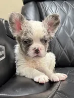 REDUCED PRICE FLUFFY KOI RENO, a male French Bulldog for sale in Camdenton, MO – 2 of 10