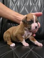 Diva, a female Boxer for sale in Camdenton, MO – 2 of 9