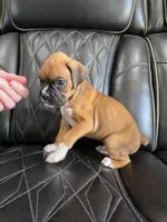 Rex -full akc, a male Boxer for sale in Camdenton, MO – 8 of 10