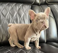 Dozer , a male French Bulldog for sale in Camdenton, MO – 5 of 10