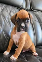 Bandit- full akc ✅️vet checked✅️, a male Boxer for sale in Camdenton, MO – 8 of 10