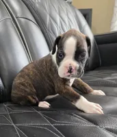 Marlee, a female Boxer for sale in Camdenton, MO – 4 of 9