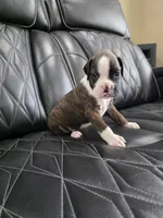 Marlee, a female Boxer for sale in Camdenton, MO – 8 of 9