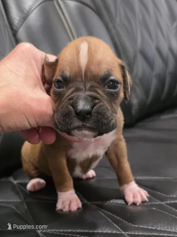 Sassy – Boxer puppy for sale in Camdenton, MO