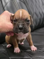 Sassy, a female Boxer for sale in Camdenton, MO – 1 of 8