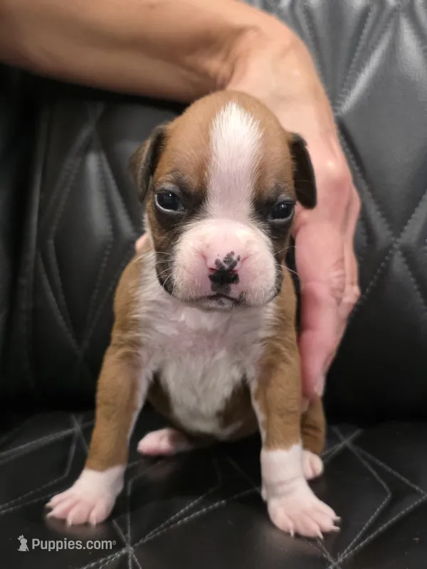 Brynlee – Boxer puppy for sale in Camdenton, MO