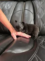 Fluffy Jack, a male French Bulldog for sale in Camdenton, MO – 10 of 10