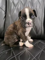 Stella, a female Boxer for sale in Camdenton, MO – 3 of 10
