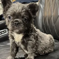 ✳️FLUFFY💲 PAISLEY✳️, a female French Bulldog for sale in Camdenton, MO – Photo 8 of 8