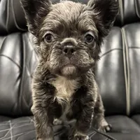 ✳️FLUFFY💲 PAISLEY✳️, a female French Bulldog for sale in Camdenton, MO – Photo 7 of 8