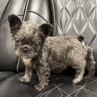 ✳️FLUFFY💲 PAISLEY✳️, a female French Bulldog for sale in Camdenton, MO – Photo 3 of 8