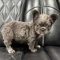 ✳️FLUFFY💲 PAISLEY✳️, a female French Bulldog for sale in Camdenton, MO – Photo 6 of 8