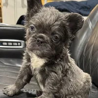 ✳️FLUFFY💲 PAISLEY✳️, a female French Bulldog for sale in Camdenton, MO – Photo 2 of 8