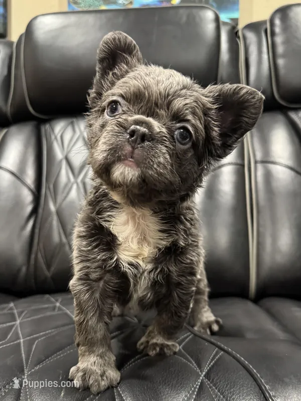 ✳️FLUFFY💲 PAISLEY✳️