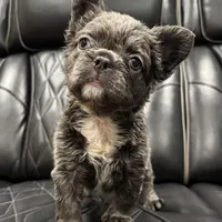 ✳️FLUFFY💲 PAISLEY✳️, a female French Bulldog for sale in Camdenton, MO – Photo 1 of 8